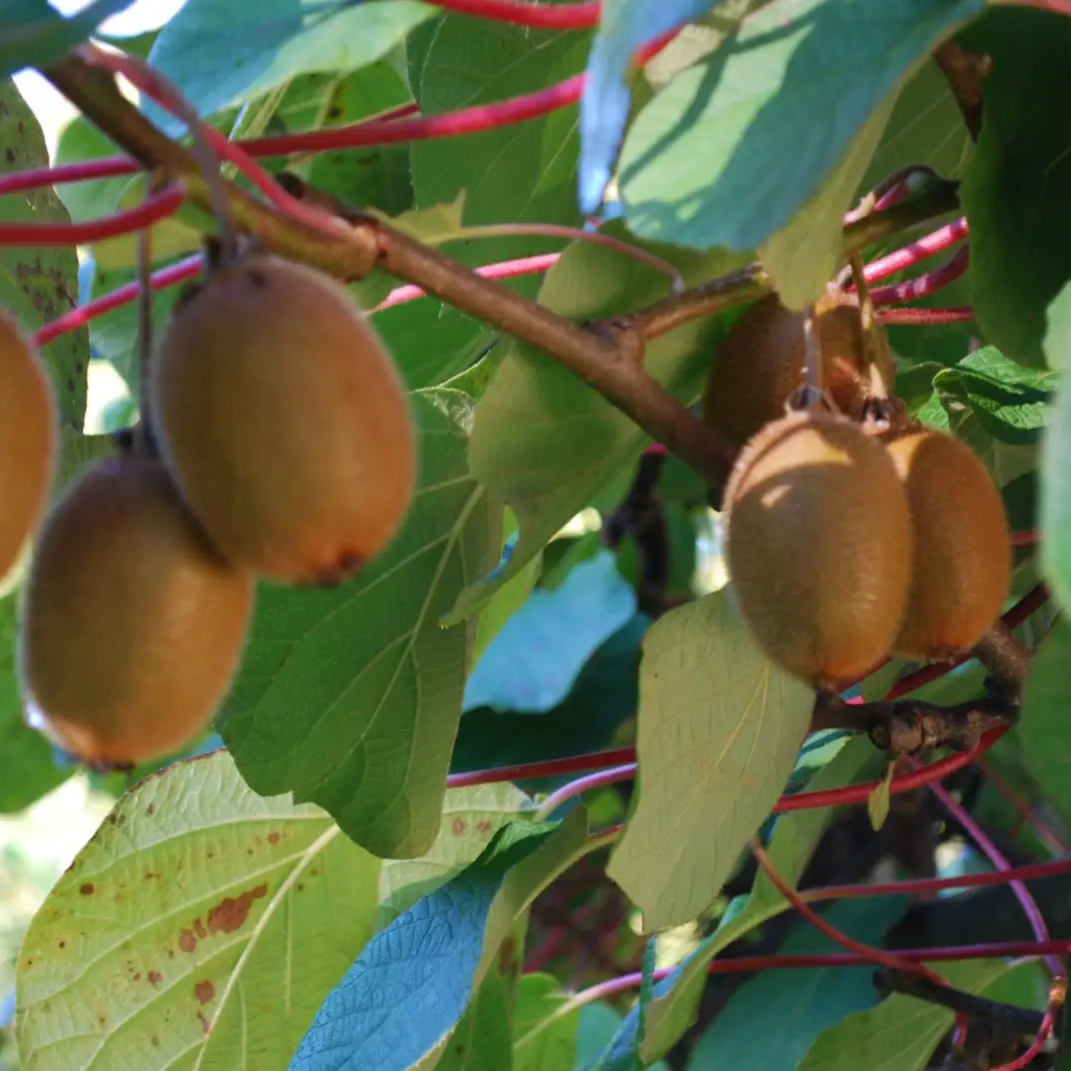 Kiwi Jenny plody detail ovocný ker