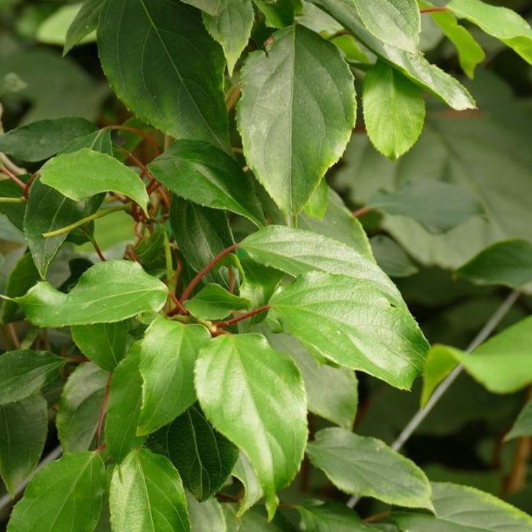 Kiwi Prince Jumbo detail rastlina