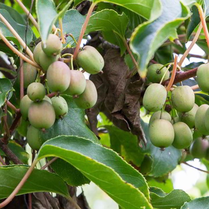 Kiwi Weiki plody detail strom