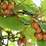 Kiwi Zakarpacie plody detail ovocný ker exotické ovocie kiwi