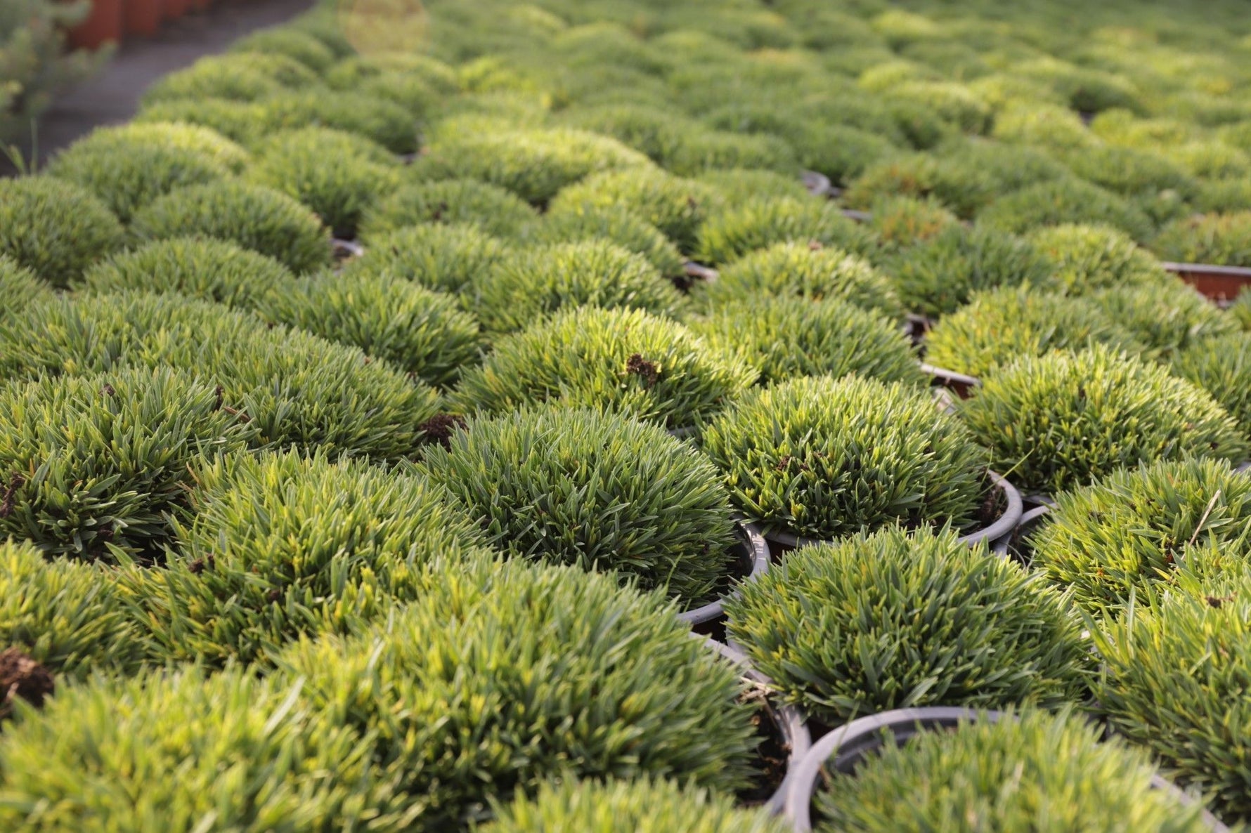 Dianthus gratianopolitanus ´Pink Jewel Klinček pravý jedlé kvety TKBDIAPINJEWK