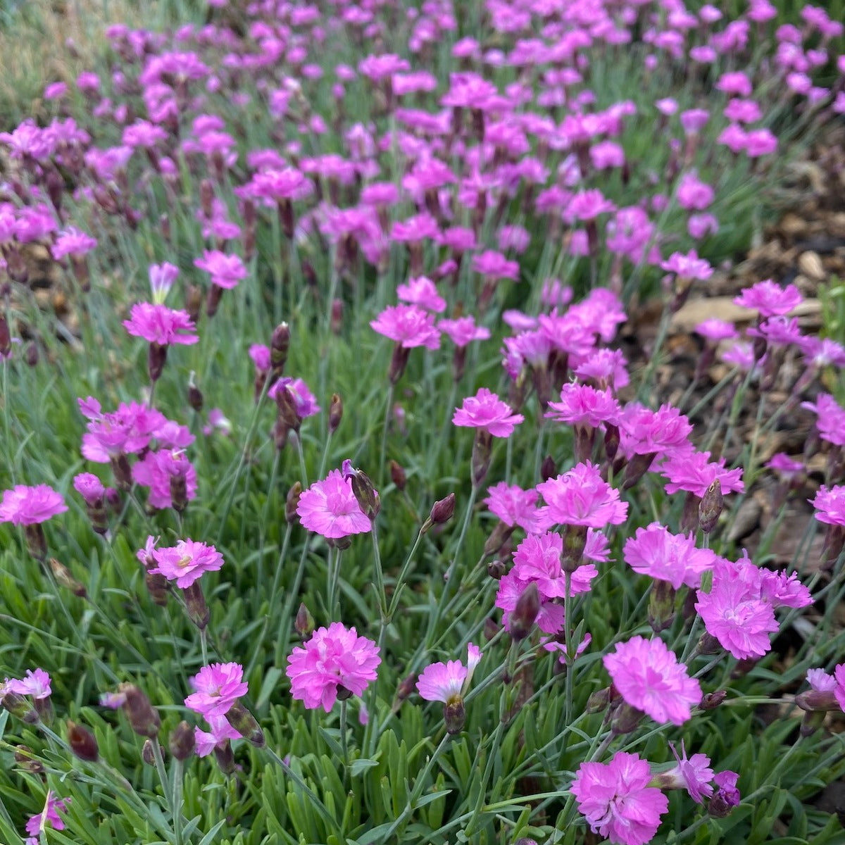 Dianthus klinček pravý Pink Jewel ružové jedlé kvety  TKBDIAPINJEWK