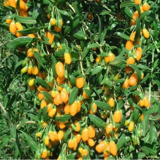 Kustovnica goji golden plody ovocný ker ovocie 