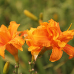 laliovka Apricot Beauty jedlé kvety oranžové marhuľové  	
OTLALAPBEK