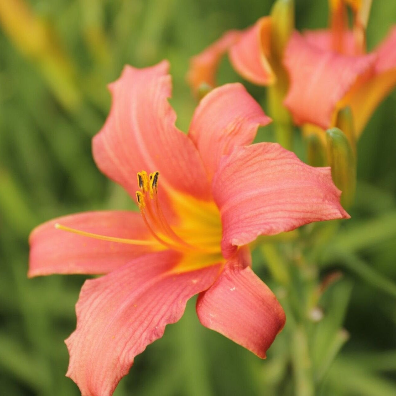 Hemerocallis Pink Damask Ľaliovka jedlé kevty 	
OTLALPIDAK