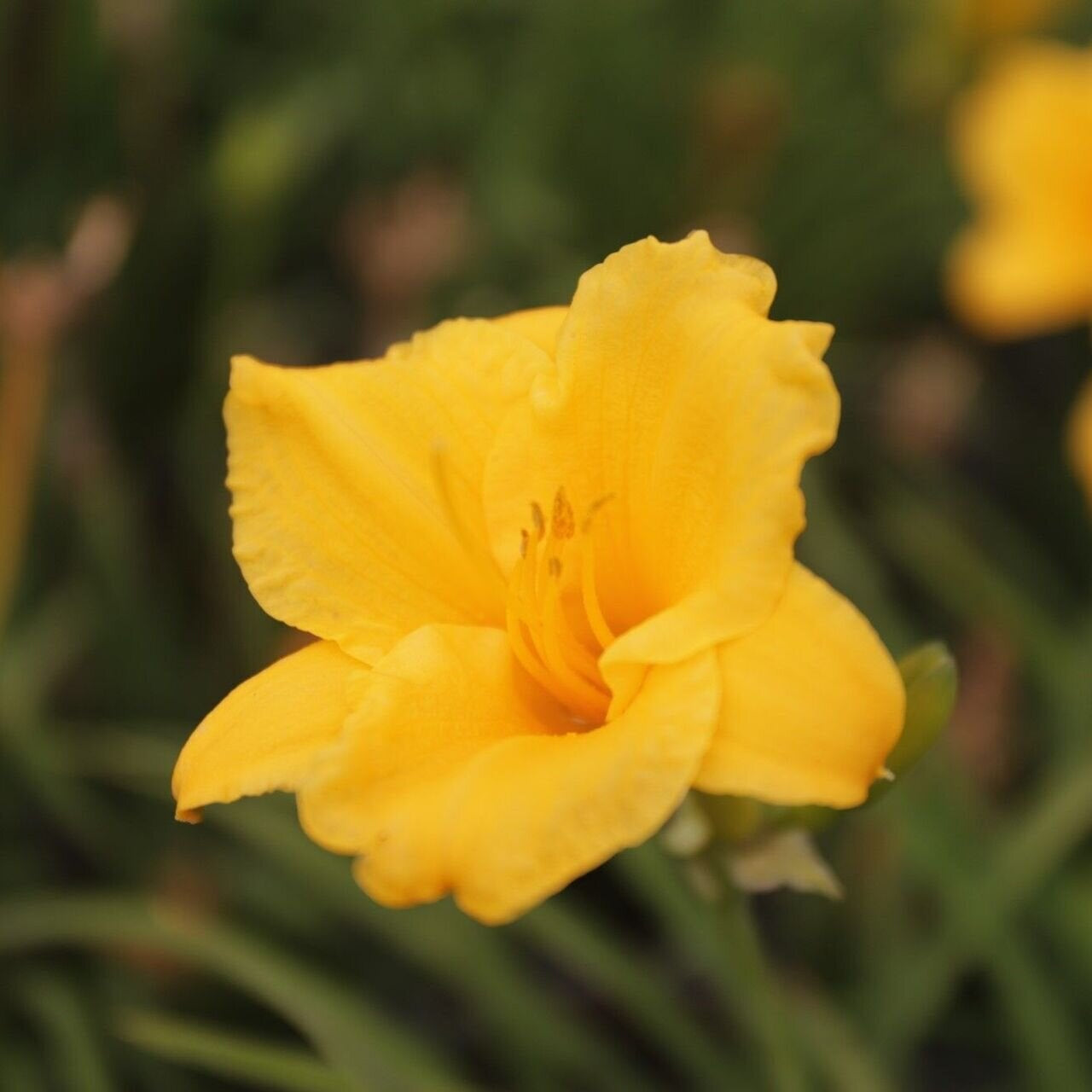 Hemerocallis ´Stella de Oro´ ľaliiovka jedlé kvety žlté 	
OTLALSTEORK