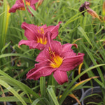 laliovka Hemerocallis Summer Wine jedlé kvety  TJKLALSUWIK