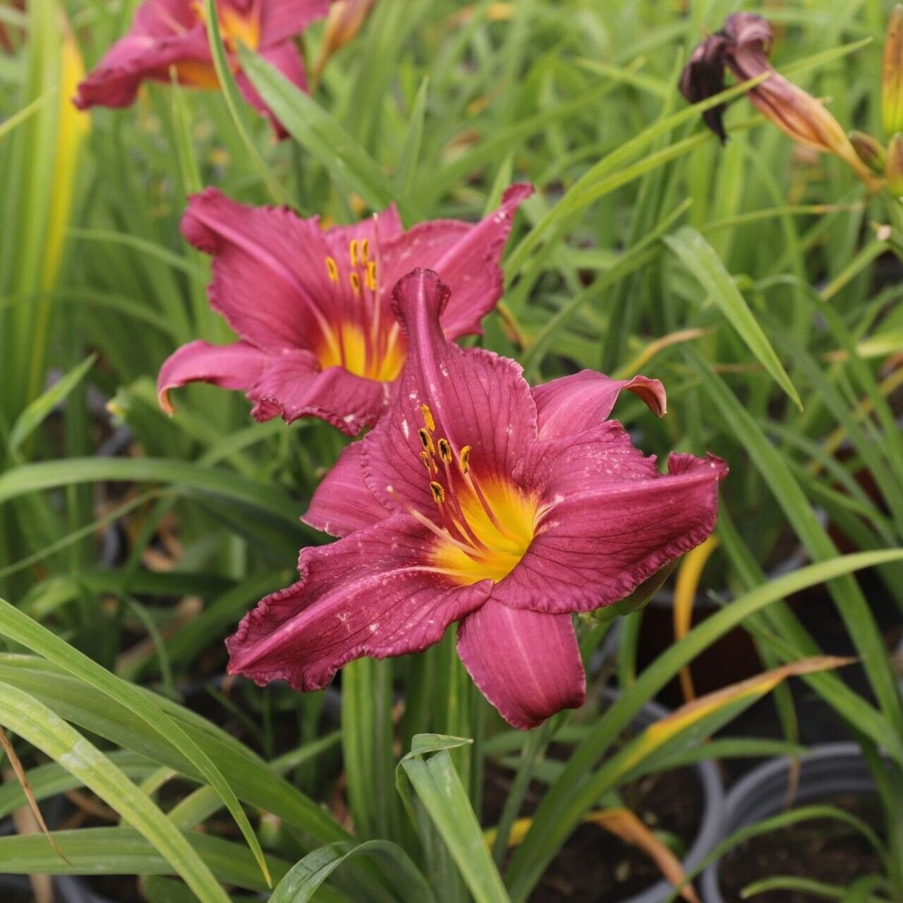 laliovka Hemerocallis Summer Wine jedlé kvety  TJKLALSUWIK