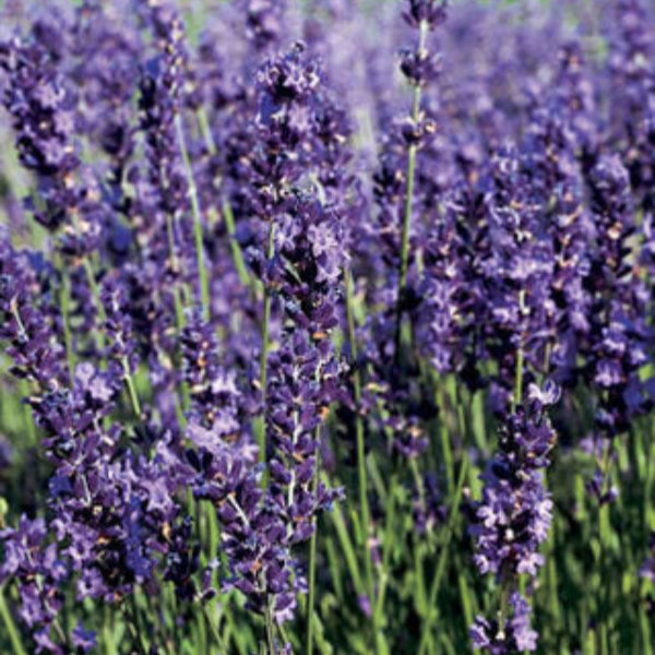 Levanduľa prostredná Provence
Lavandula x intermedia ´Provence´ fialové kvety  TBLEVPROPROK