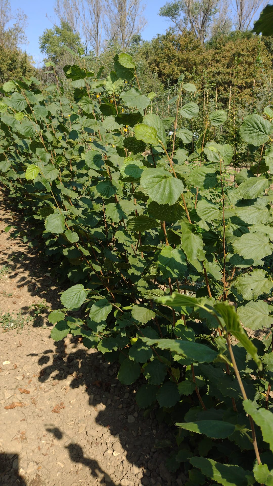 lieska Nottingham corylus maxima plody
