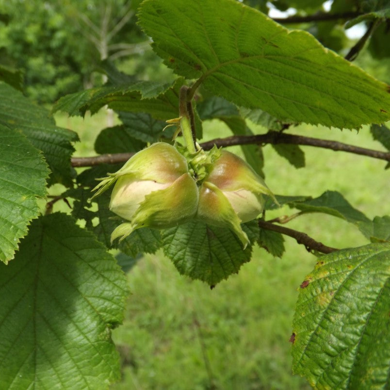 Lieska Gunslebert plody detail lieskové orechy