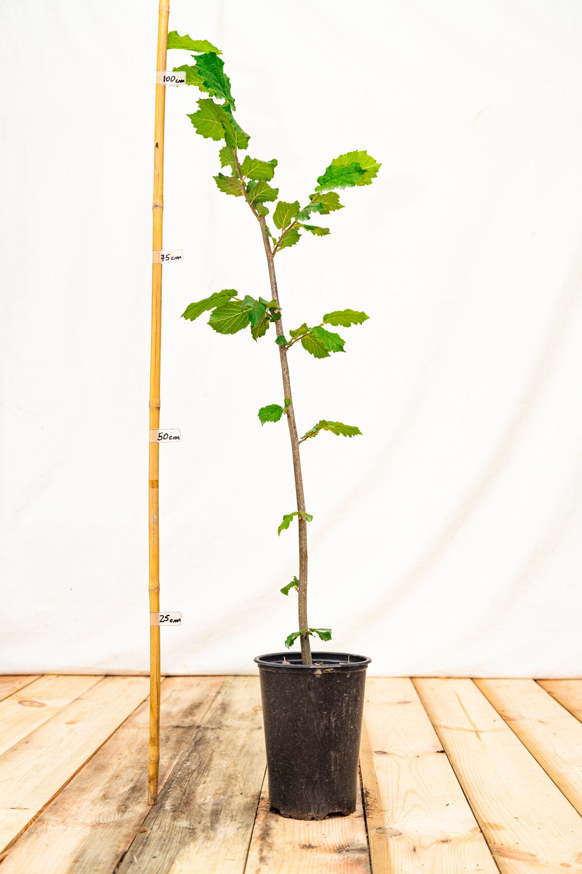 lieska Hallská obrovská corylus avellana kontajner