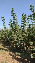 lieska Hallská obrovská corylus avellana ker