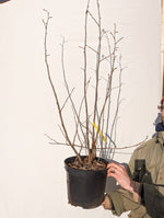 lieska Hallská obrovská corylus avellana kontajner