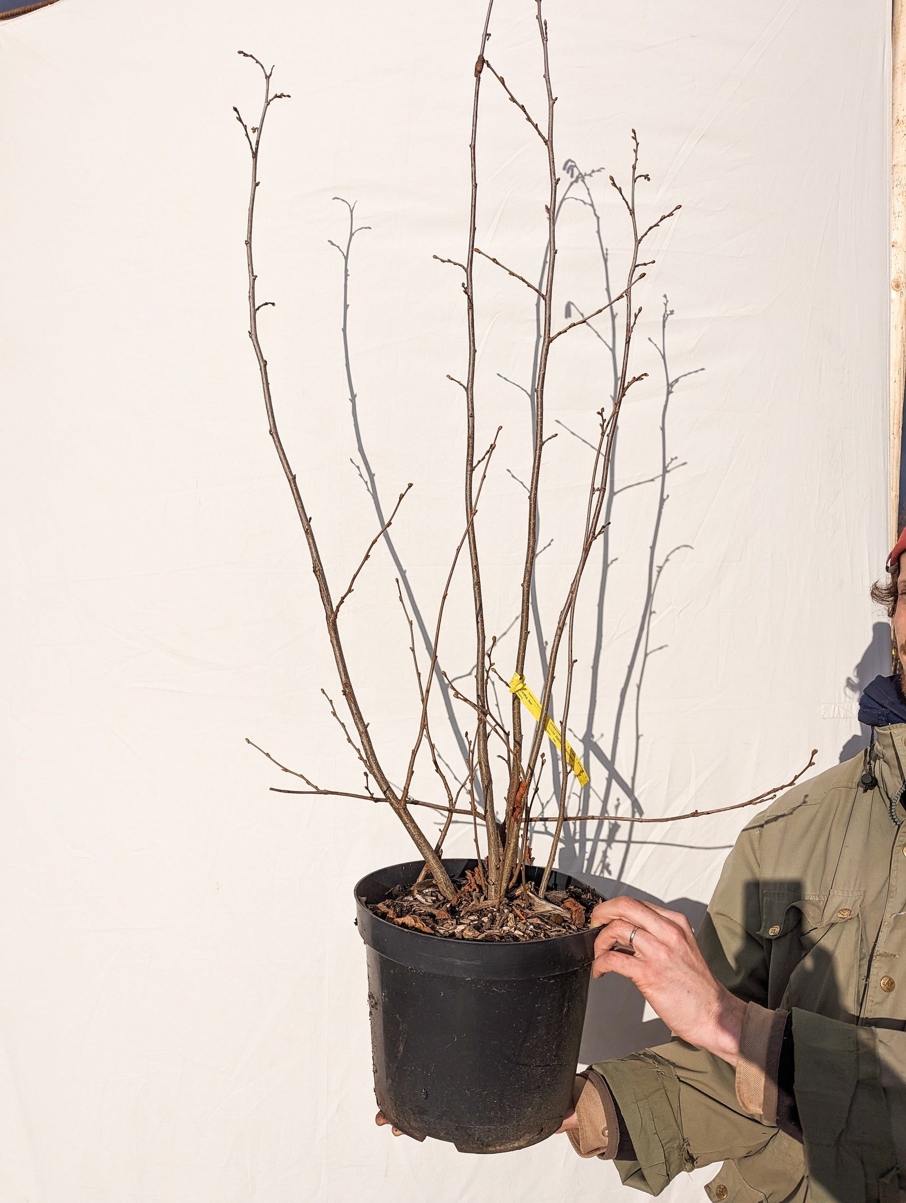 lieska Hallská obrovská corylus avellana kontajner