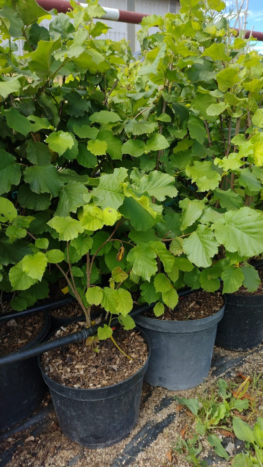 lieska lombardska biela kontajner 	
LKLLOMBK