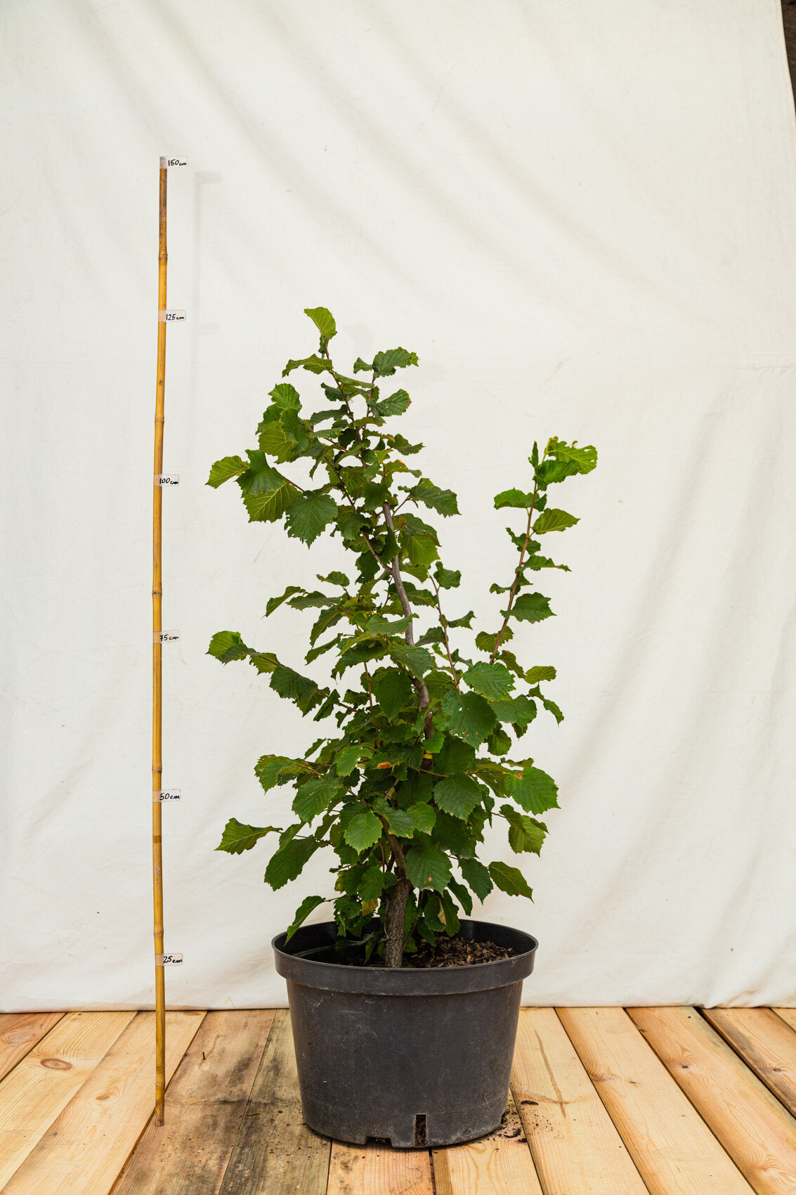 lieska nottingham ker kontajner corylus maxima