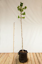 lieska turecka corylus colurna airpot 	
LSLTURVKAP24