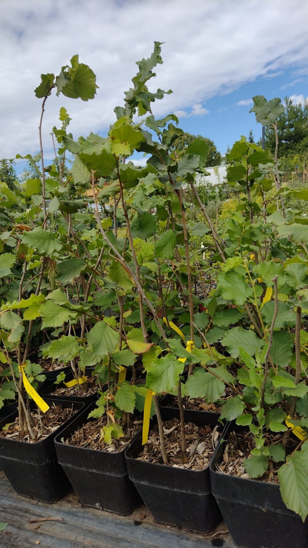 lieska webbova kontajner corylus avellana x maxima