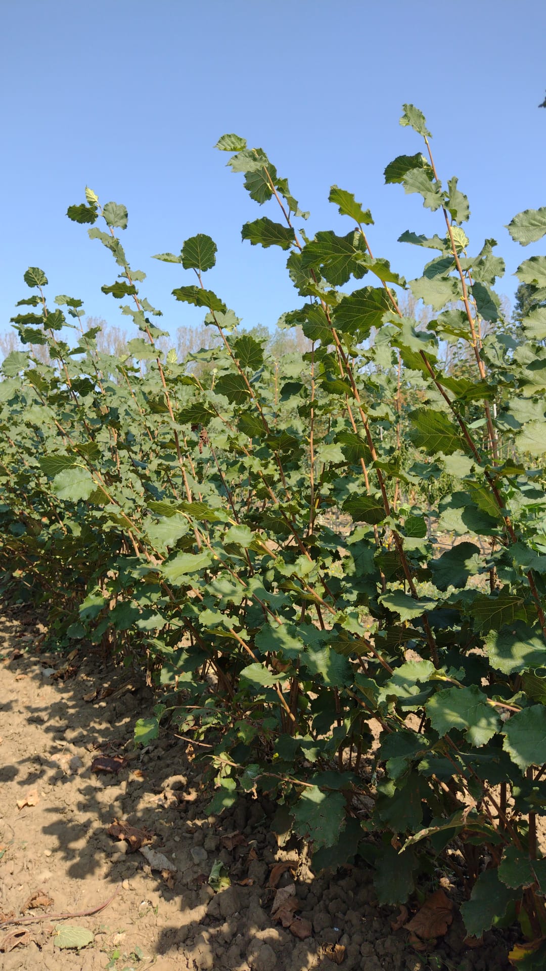lieska webbova krík corylus avellana x maxima