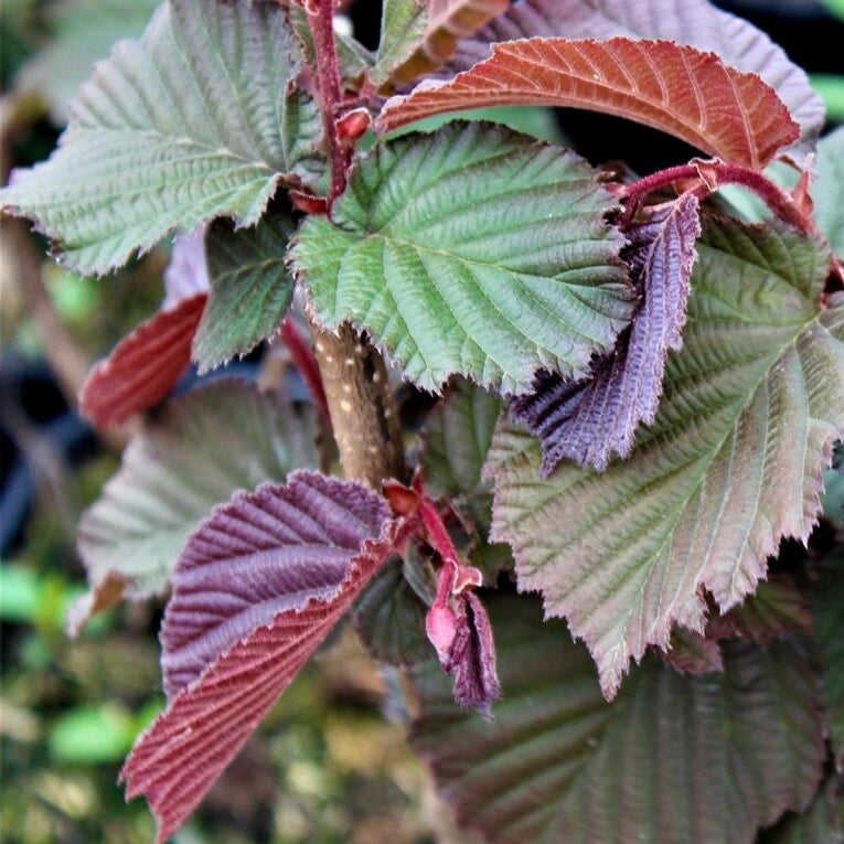 lieska zellská červenolistá listy corylus avellana
