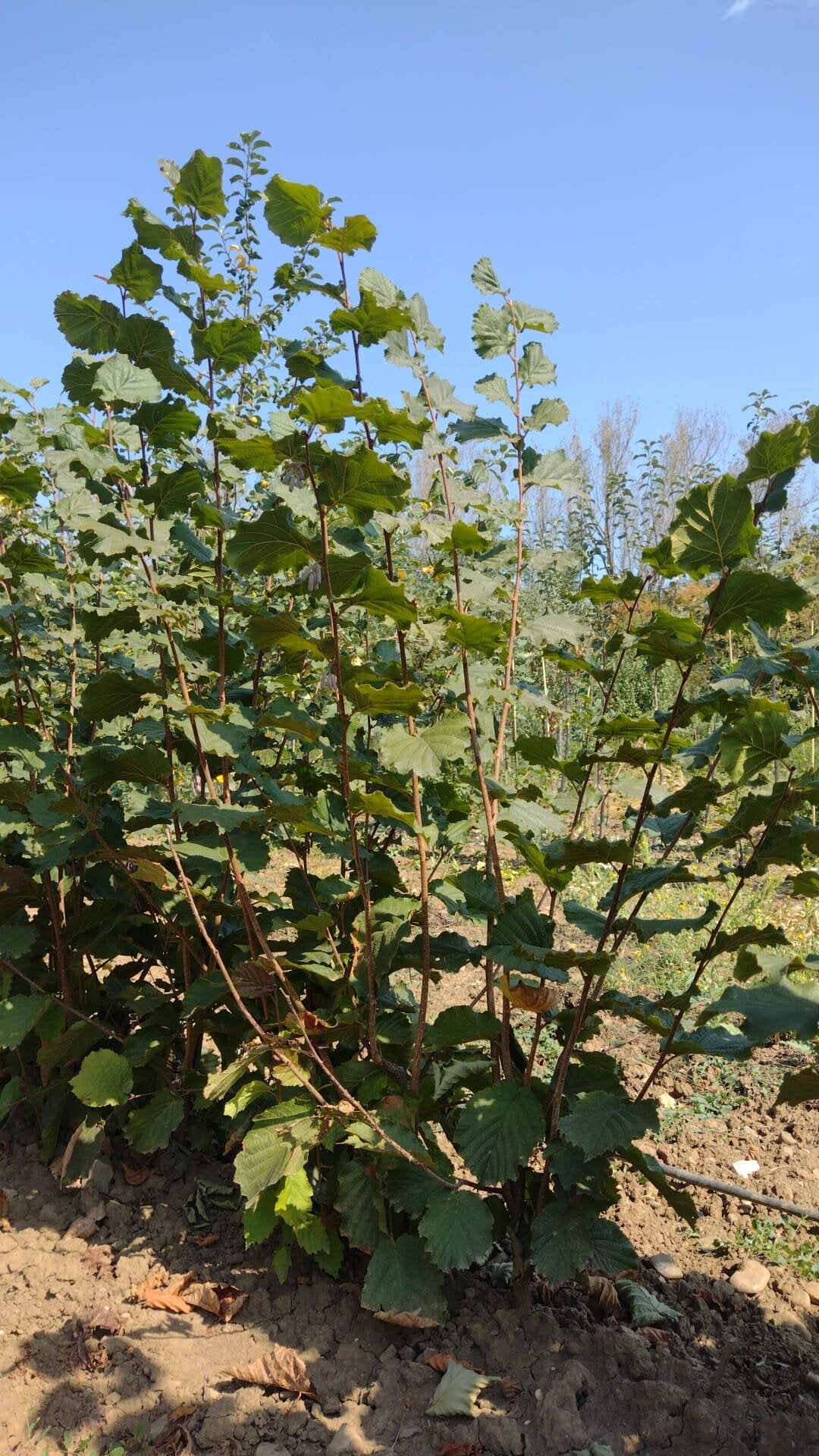 lieska zellská červenolistá krík porast corylus avellana