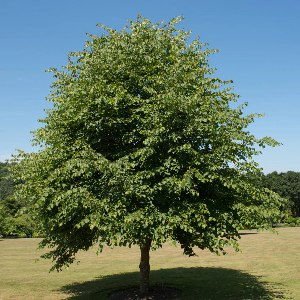 lipa malolistá strom tilia cordata
