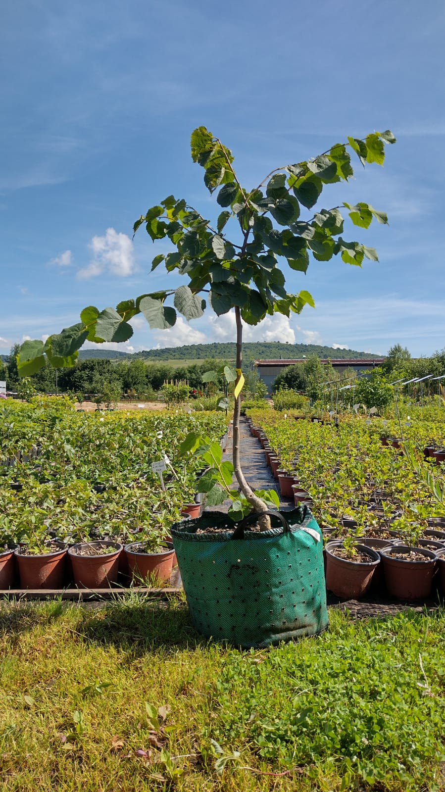 lipa malolistá strom airpot tilia cordata
