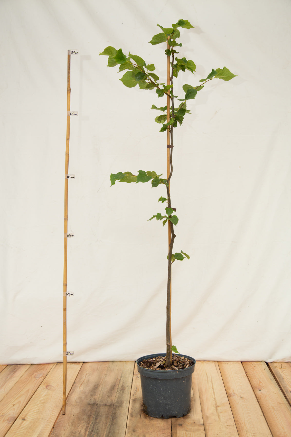 lipa malolistá strom kontajner tilia cordata