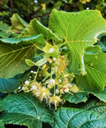 lipa veľkolistá listy kvety tilia platyphyllos