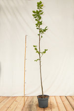 lipa veľkolistá strom kontajner  tilia platyphyllos