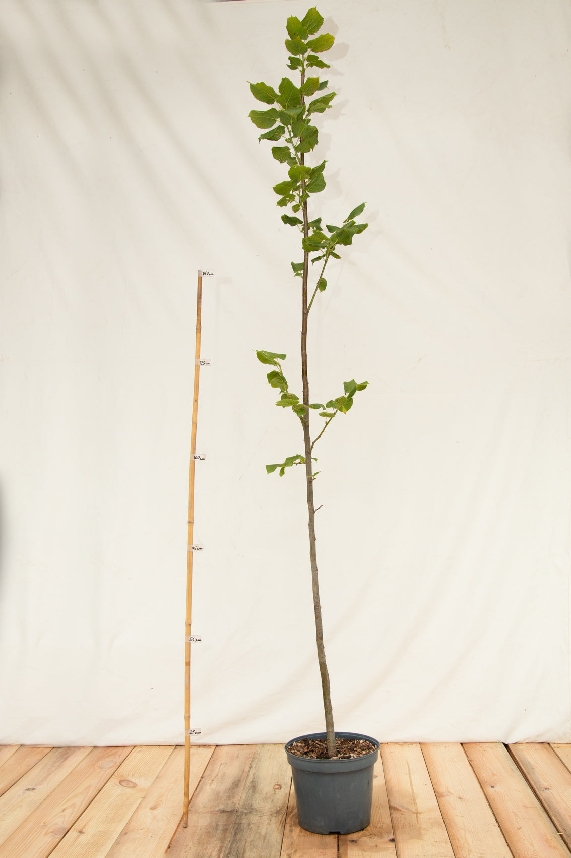 lipa veľkolistá strom kontajner  tilia platyphyllos