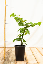 lipa veľkolistá strom tilia platyphyllos kontajner