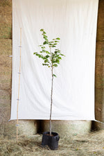 lipa veľkolistá strom tilia platyphyllos airpot