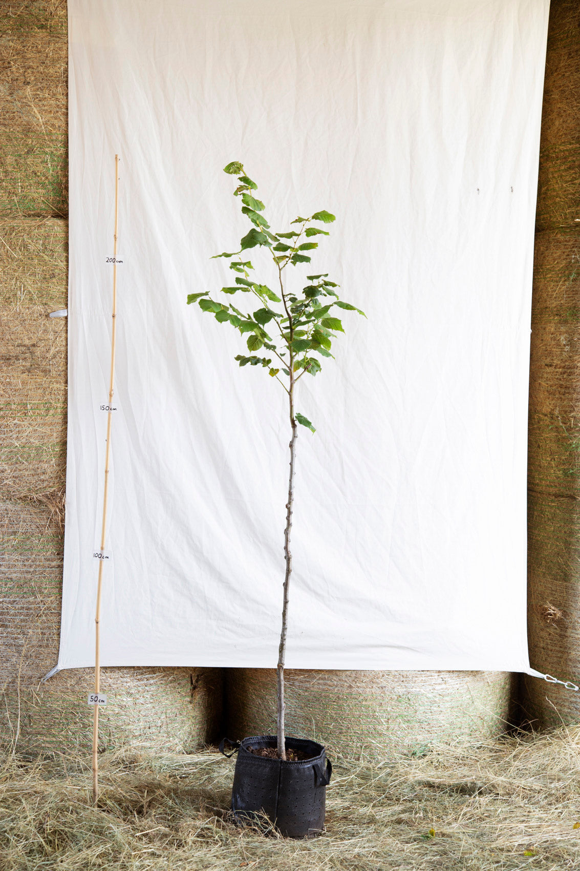 lipa veľkolistá strom tilia platyphyllos airpot