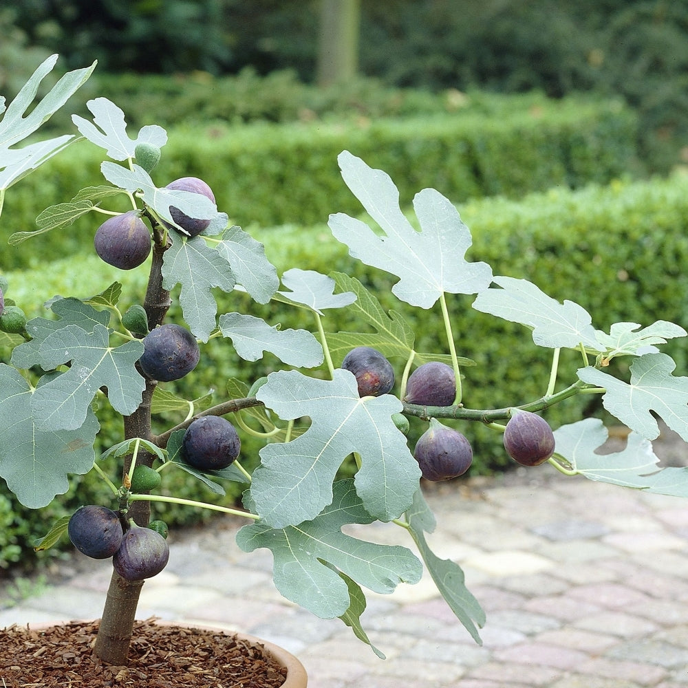 Fíkovník Little Miss Figgy