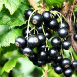 Ríbezľa čierna Little Black Sugar plody detail ovocný ker