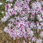 Magnolia hviezdokvetá Rosea kvety detail