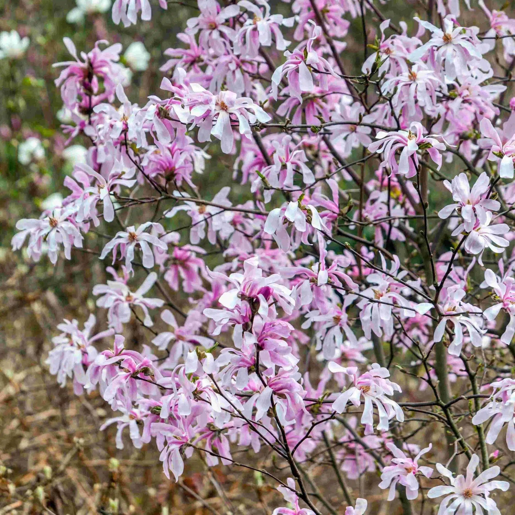 Magnolia hviezdokvetá Rosea kvety detail