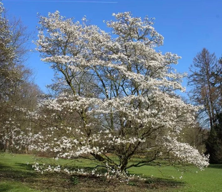 Magnólia japonská strom