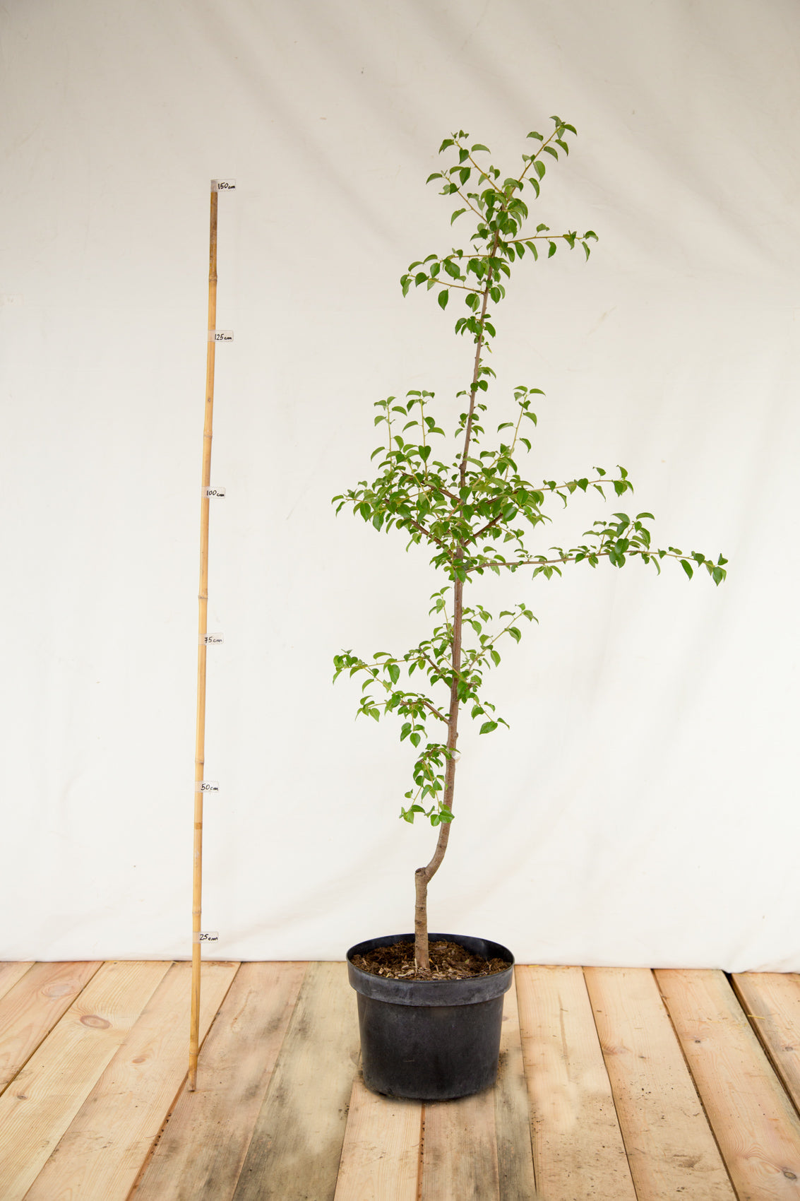 mahalebka strom kontajner