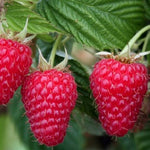 malina autumn bliss plody detail 	
OKMAUTBLIK