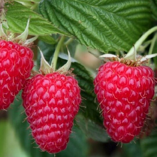 malina autumn bliss plody detail 	
OKMAUTBLIK