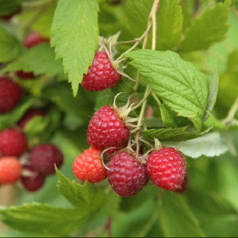 Malina Glen Ample plody detail 	
OKMGLEAK