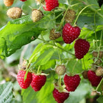 Malina Heritage plody detail 	
OKMHERIK