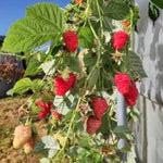 malina husaria plody OKMHUSAK