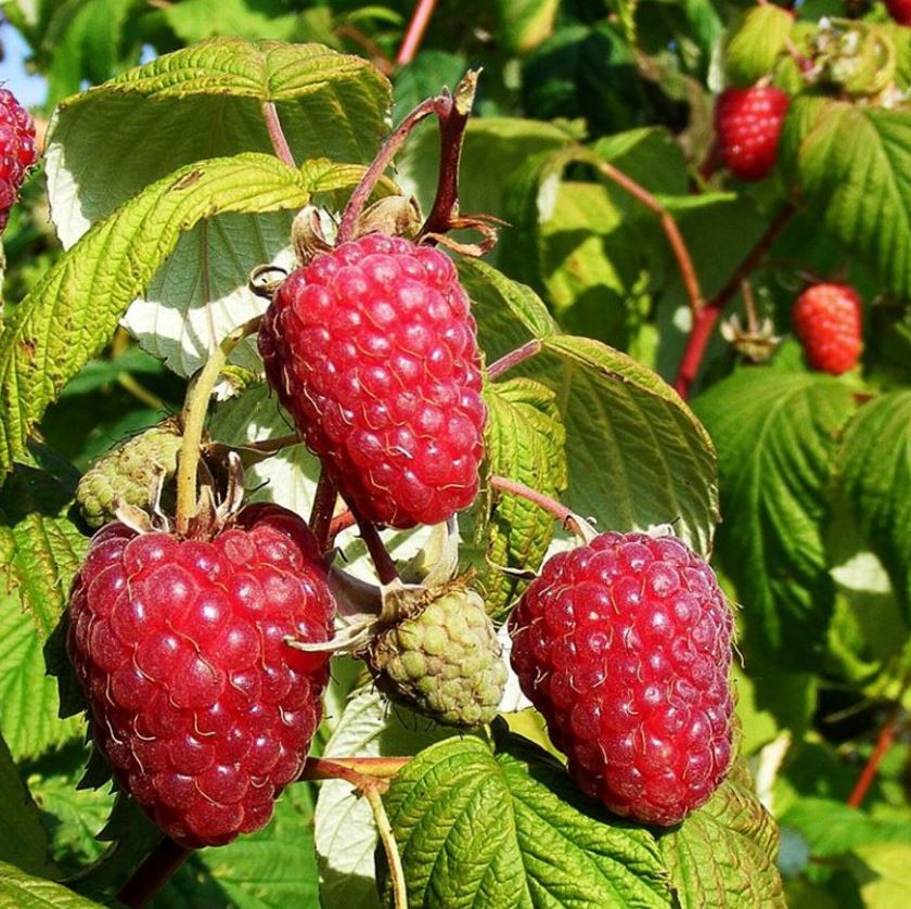 Malina Polka plody detail OKMPOLKK