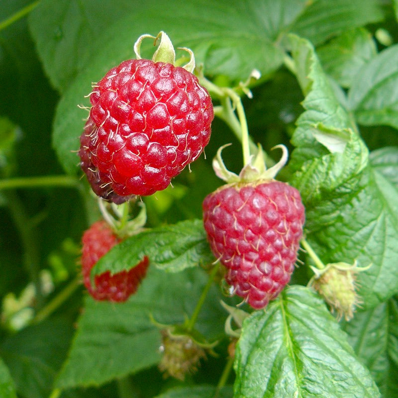 Malina Solu Rot plody detail 	
OKMSOLRK