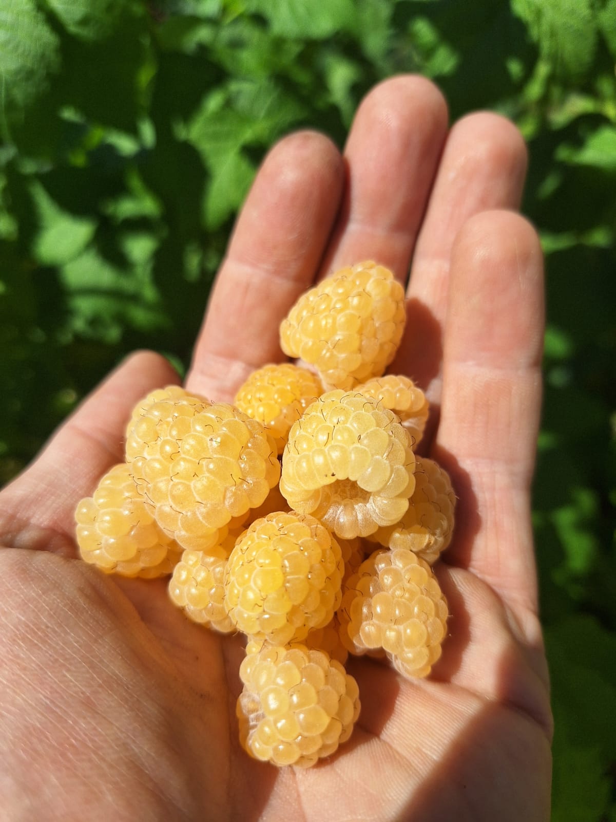 Malina Sugana Gelb plody detail žltá malina OKMSUGGK