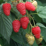 malina tulameen plody detail OKMTULK